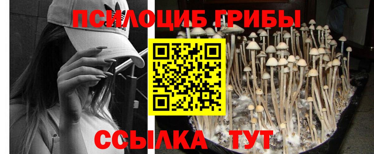 Псилоцибиновые грибы GOLDEN TEACHER Майкоп